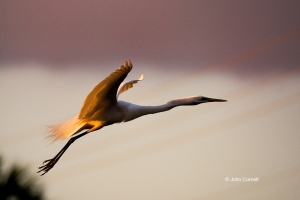 Ardea-alba;Egret;Flying-Bird;Great-Egret;Photography;Sunrise;action;active;aloft
